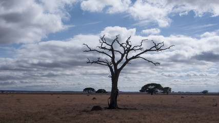 Fototapeta na wymiar Lone Tree