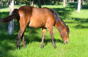 Brown horse feeding on grass isolated, close-up.
