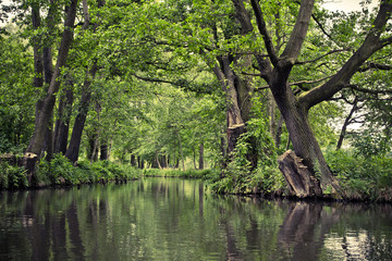 Green canals in german Spreewald.