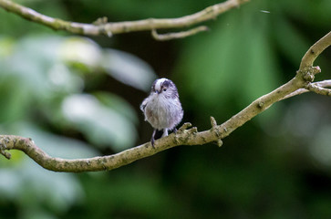 Baby Long Tailed Tit sitting on a tree looking around.
