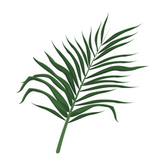 tropical leave palm tree image vector illustration eps 10