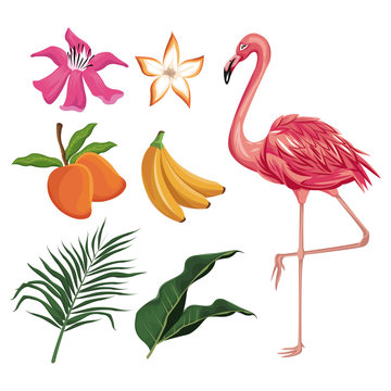 flamingo mango banana flower leaves nature tropical vector illustration eps 10