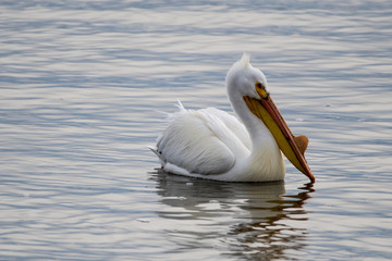 Pelicans in the Water