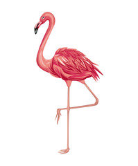flamingo exotic tropical bird vector illustration eps 10