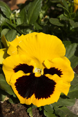 First spring yellow pansy