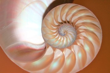nautilus shell cross section spiral symmetry Fibonacci half golden ratio structure growth close up back lit mother of pearl close up ( pompilius nautilus ) stock, photo, photograph, image, picture