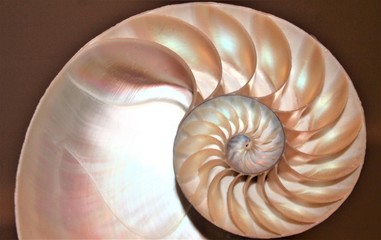 Obraz premium shell nautilus pearl Fibonacci sequence symmetry cross section spiral shell structure golden ratio background mollusk (nautilus pompilius) copy space half split stock, photo, photograph, image 