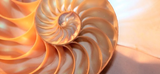 shell nautilus Fibonacci symmetry cross section spiral shell structure growth coral golden ratio...
