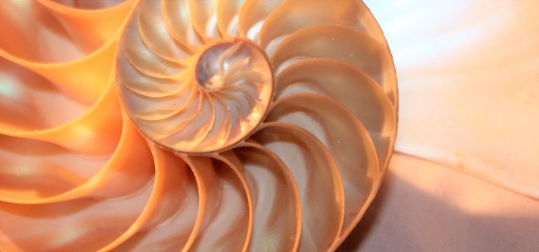 shell nautilus Fibonacci symmetry cross section spiral shell structure growth coral golden ratio pearl stock photo, stock photograph, image, picture, 