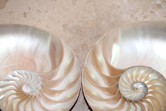 nautilus shell symmetry Fibonacci half cross section spiral golden ratio mother of pearl shell close up ( pompilius nautilus ) stock, photo, photograph, image, picture