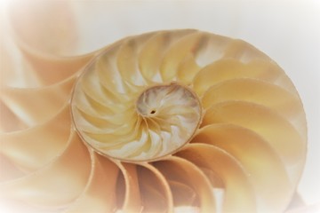 nautilus shell fibonacci pattern in cross section nautilus sea shell stock, photo, photograph,...