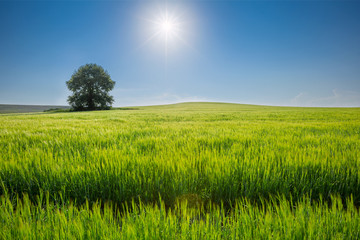 beautiful sunny day, travelling into the green field, farmland landscape in the springtime, Ukraine