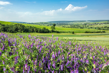 Obraz premium beautiful sunny day, travelling into the green field, farmland landscape in the springtime, fragrant wildflowers
