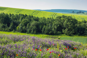 beautiful sunny day, travelling into the green field, farmland landscape in the springtime, fragrant wildflowers
