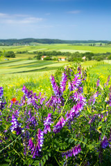 beautiful sunny day, travelling into the green field, farmland landscape in the springtime, fragrant wildflowers