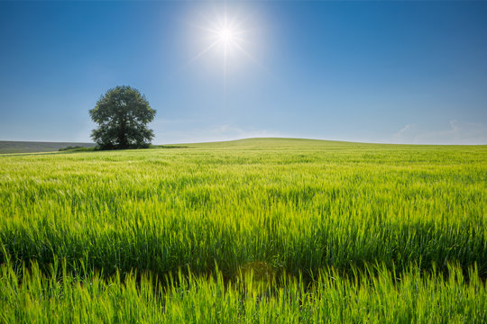beautiful sunny day, travelling into the green field, farmland landscape in the springtime, Ukraine © Taras