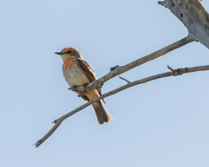 Vermilion Flycatcher