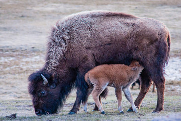 Fototapeta premium Bison calf nursing