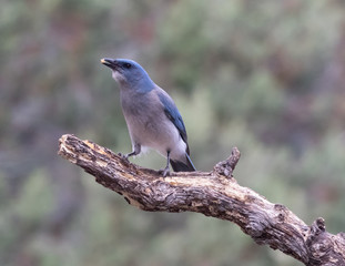 Mexican Jay