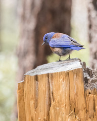Male Western Bluebird