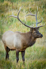 Naklejka na ściany i meble Elk in Field
