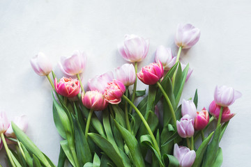 Fototapeta premium Pink tulip. Tulips. Flower background. Flowers photo concept. Holidays photo concept. Pink tulips on gray abstract background. Pink tulip. Tulips. Flowers. Flower background. Copyspace. Peony Tulip
