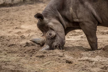 Photo sur Aluminium Rhinocéros Mignon bébé rhinocéros jouant au zoo