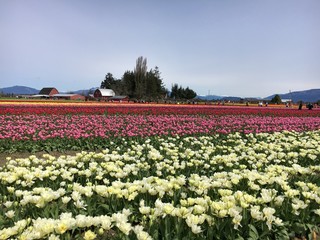 Tulip Fields, La Conner, WA