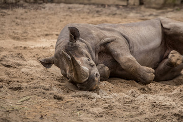 Obraz premium Cute baby rhino playing at zoo 