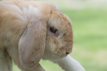 Brown holland lop rabbit in the garden