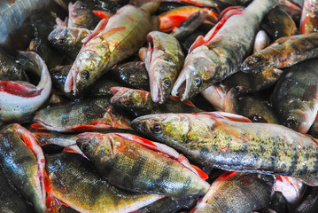 Catch the spinner. Many caught river fish. Perch, Zander, pike