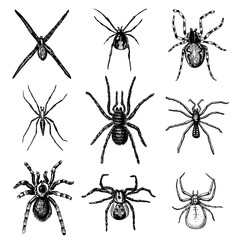 Spider or arachnid species, most dangerous insects in the world, old vintage for halloween or phobia design. hand drawn, engraved may use for tattoo, web and poison black widow, tarantula, birdeater