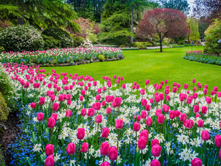 Field of tulips in the sping garden