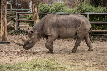 Obraz premium Cute baby rhino at zoo 