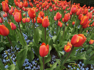 Field of tulips in the sping garden
