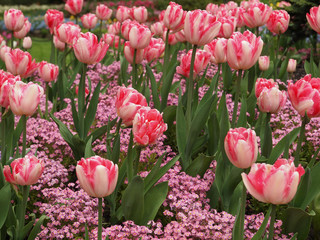Field of tulips in the sping garden