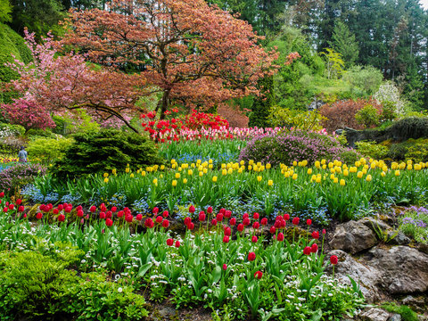 Field of tulips in the sping garden