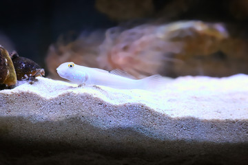 Small exotic fish in aquarium