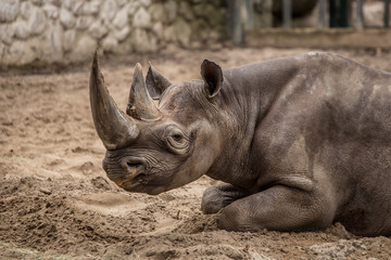 Cute baby rhino at zoo