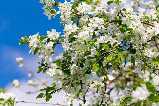 Spring blossom apple tree, white flowers/ Spring flowers/Spring Background