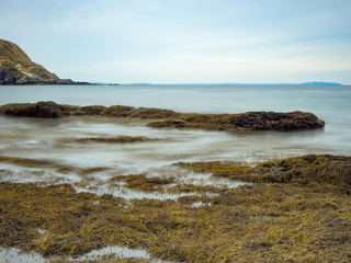 海藻が茂る海岸