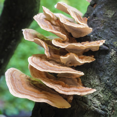 Bracket Fungus