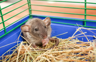 Cute funny rat in cage at home
