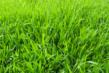 Grass Lawn Long