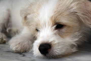 White puppy lying on marble floor