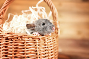Cute funny rat in wicker basket on blurred wooden background, closeup