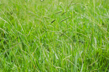 Paspalum Seed Heads with Grasses