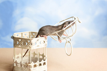 Cute funny rat and open cage on table