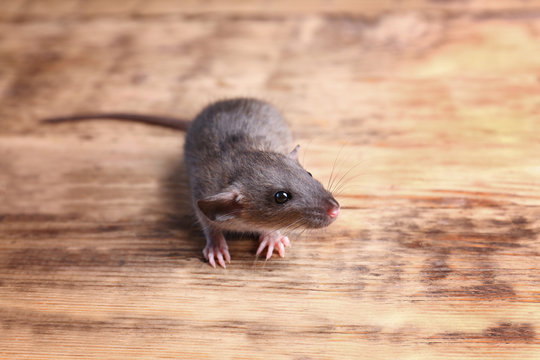 Cute funny rat on wooden background