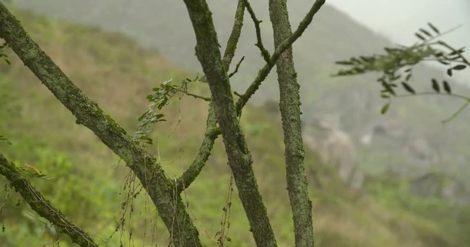 Close up: Tree in PERU: Lachay Hills in the region of Lima.  